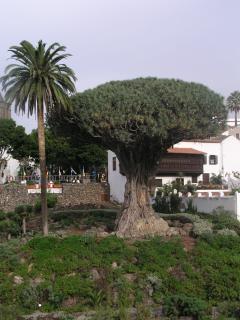 The Dragon Tree