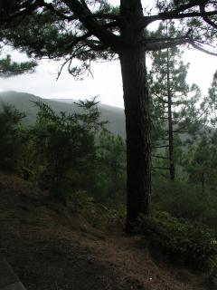 Primeval Forest on Tenerife