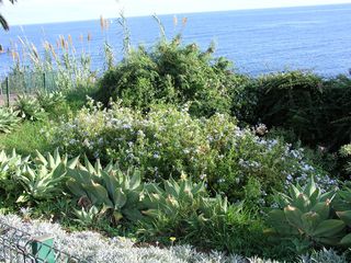 Vegetation on Madeira