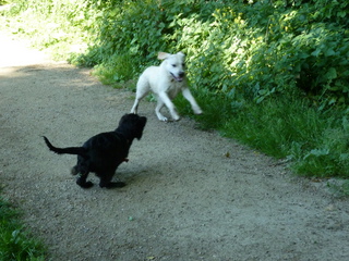 Vader playing with Islay